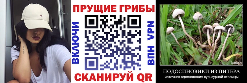 Псилоцибиновые грибы Cubensis  Сортавала 
